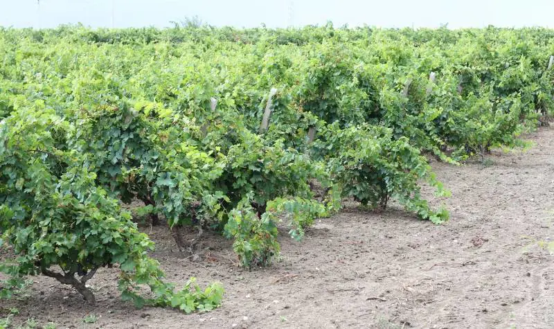 "Non ci sarà mai un vino Primitivo Dop o Igp siciliano"