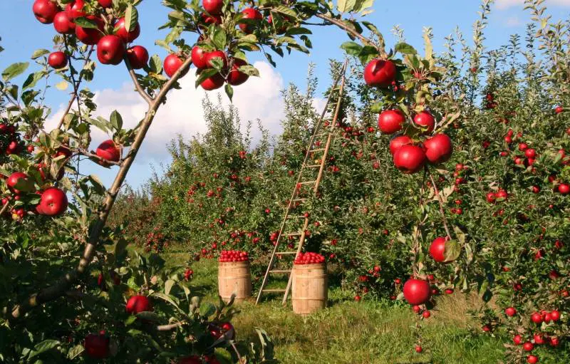 E ora rischiamo di non avere la frutta in tavola