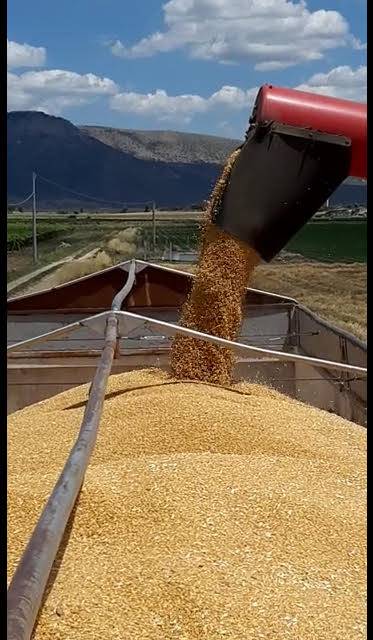produzione di grano in Puglia