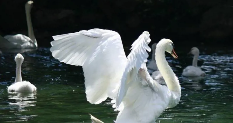 Quelle strane dermatiti dopo il bagno nel lago 