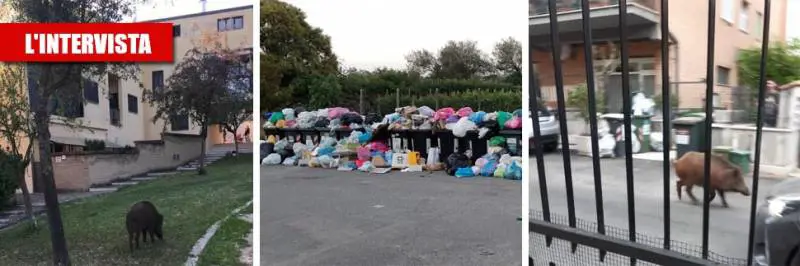 "Vermi, topi e cinghiali dentro casa, così la Raggi ci ricopre di rifiuti"