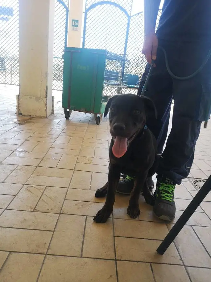 Cane lanciato nel canile: l'orrore di un papà con il suo bambino