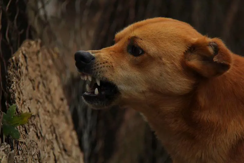 Cinofobia, perché si ha il terrore dei cani