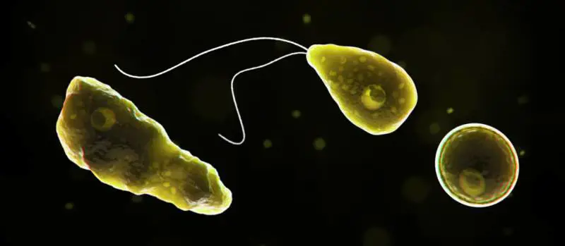 L'ameba mangia il cervello del 13enne. Così un tuffo nel lago può uccidere