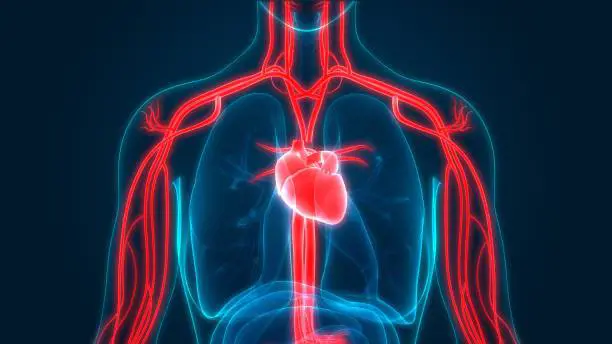 Arriva il primo "atlante" del cuore. Ecco la mappa che cambia tutto