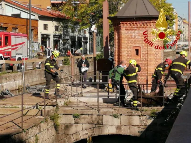 Quel branco di cinghiali a nuoto fino in Darsena: strana scoperta a Milano