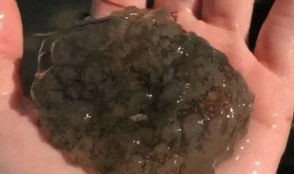 Scoperto un animale inquietante: ​il mollusco si contorce sulle mani