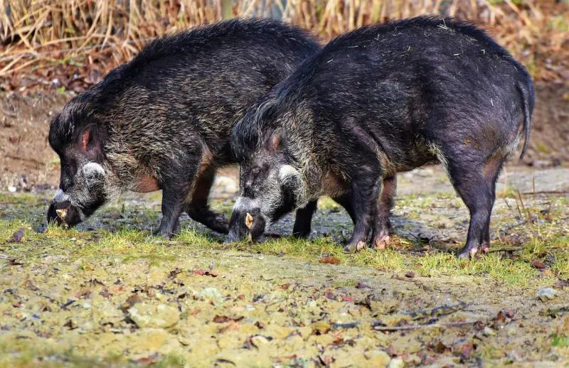 La peste suina minaccia la Lombardia: "Bisogna abbattere i cinghiali"