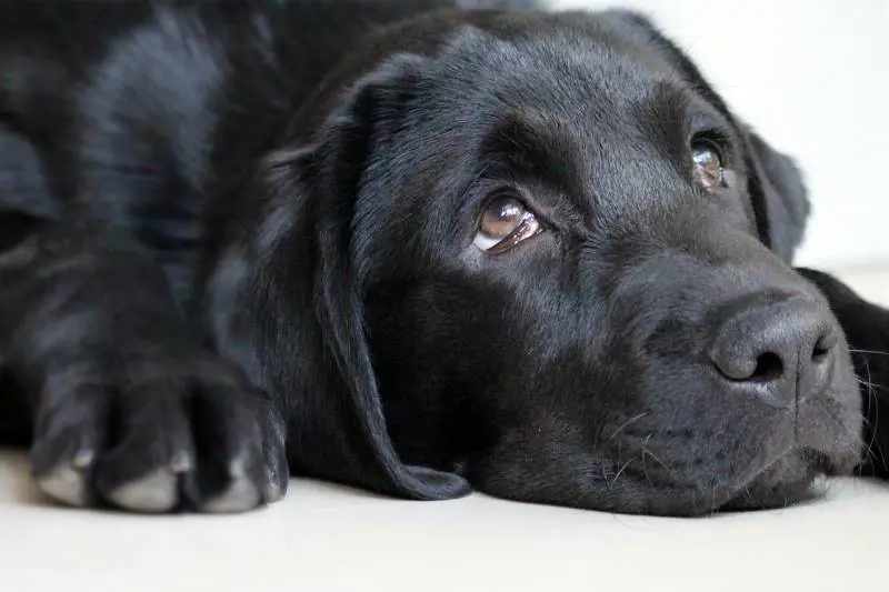 Affidi il cane? Occhio alle multe Si rischia fino a 10mila euro