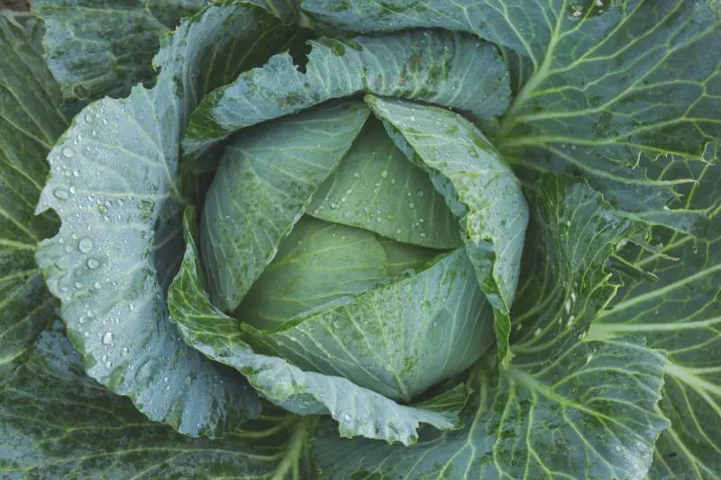 Inverno e integratori naturali, quali sono e i loro benefici