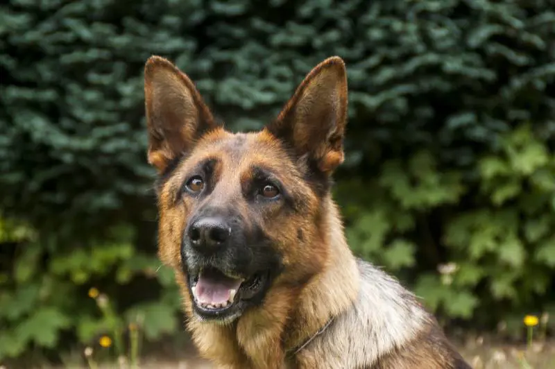 Cani anti-Covid fiuteranno le mascherine dei ragazzi