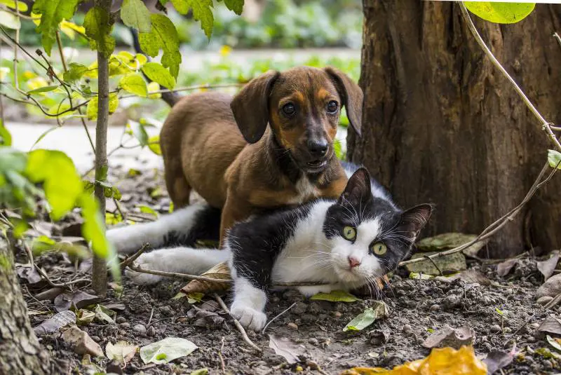Sesto senso e telepatia, i "poteri" di cani e gatti