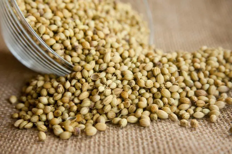 Coriandolo, virtù e benefici dell'erba aromatica