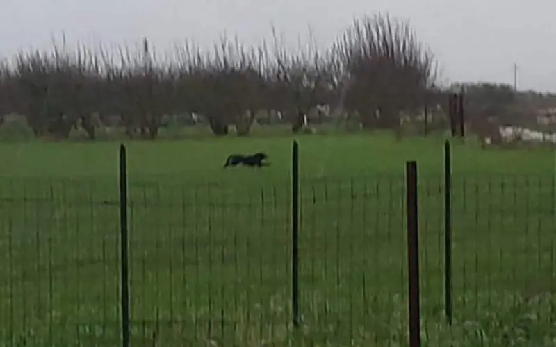 Una pantera terrorizza la provincia di Bari. I sindaci: "State a casa"