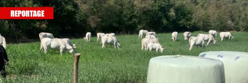 Stretta su carne rossa e salumi. "Così l'Ue aiuta le multinazionali"