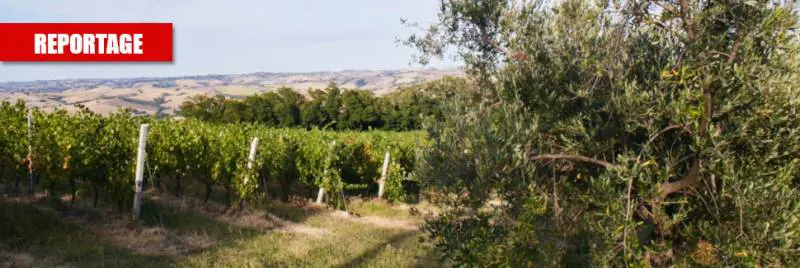 La mazzata sui vini italiani: così Bruxelles ci mette in ginocchio