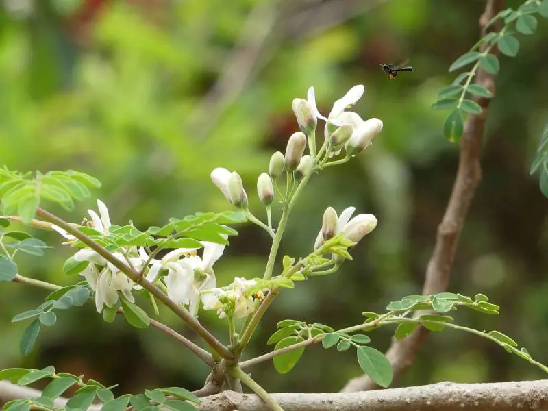 Moringa, tutti i benefici dell'albero dei miracoli