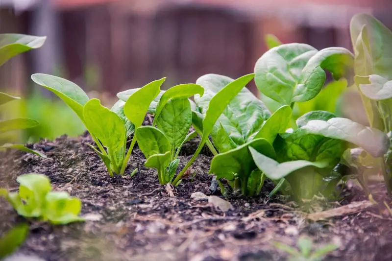 Spinaci, proprietà, benefici e falsi miti