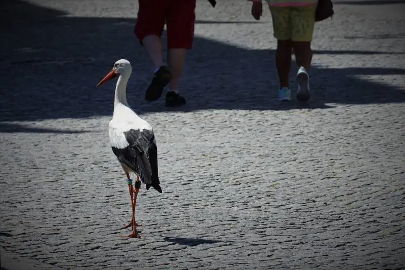 Le città degli animali