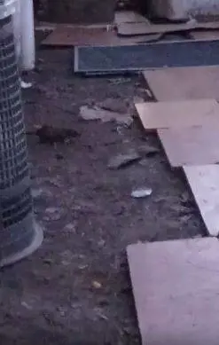 Milano, invasione di topi nel cantiere in zona Maciachini