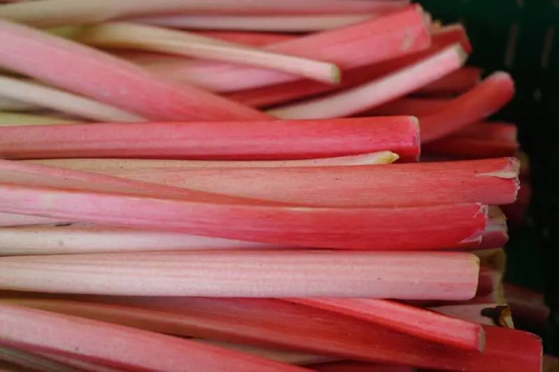 Il rabarbaro, 5 impieghi tra salute e cucina