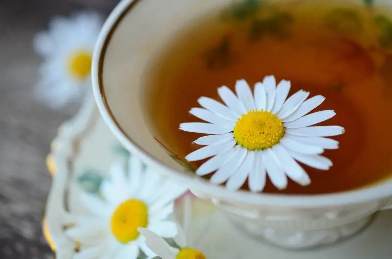 Camomilla, proprietà, usi e benefici di questo fiore