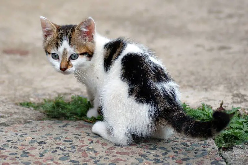 "Né maschio né femmina". Primo gatto al mondo con l'agenesia