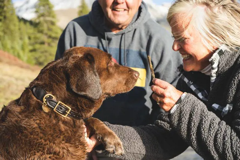 Cani per over 70: vantaggi e quali razze scegliere
