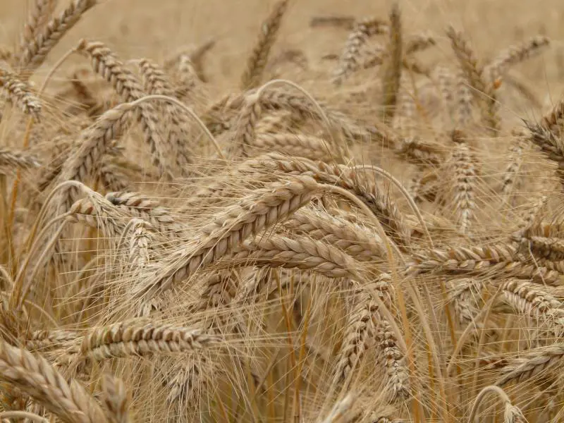 Prezzi del grano ai massimi. È allarme: "Rischio tensioni sociali e politiche"