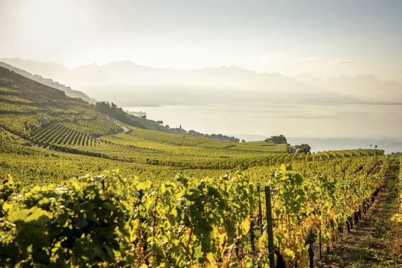 Svizzera da scoprire: un tour di 3 giorni tra i vigneti del Lavaux, Montreux e Losanna