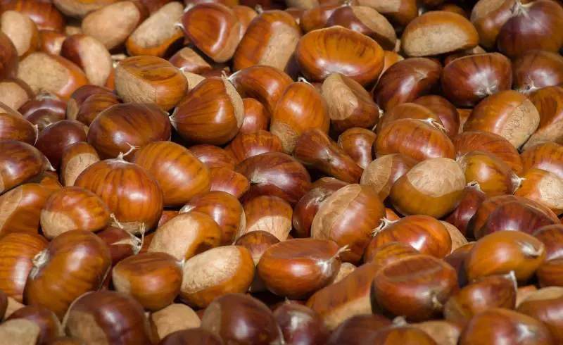 Tutto sulle castagne, proprietà e benefici