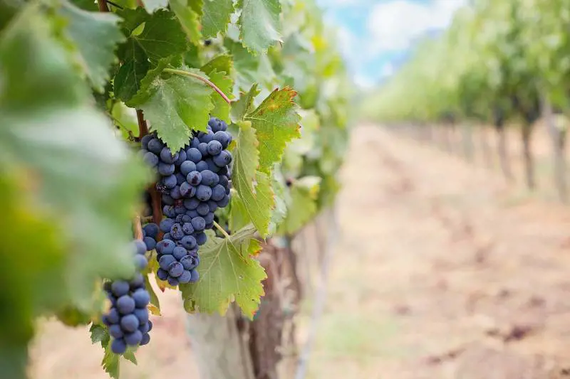 Viti a piede franco: ecco come si coltiva l'uva in Sardegna