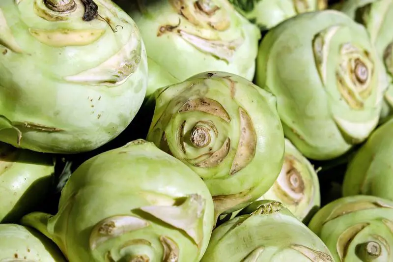 Cavolo cappuccio, l’ortaggio dall’effetto antitumorale
