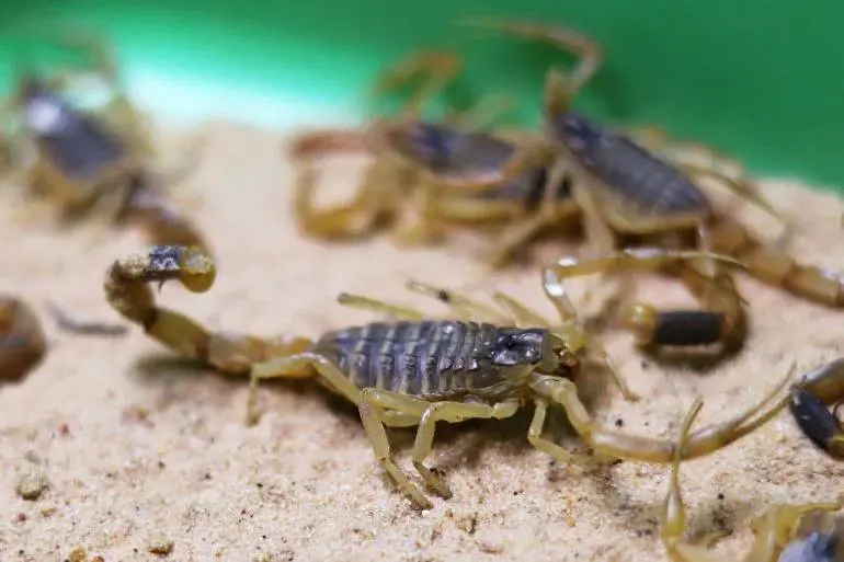 L'assedio degli scorpioni: 500 in ospedale