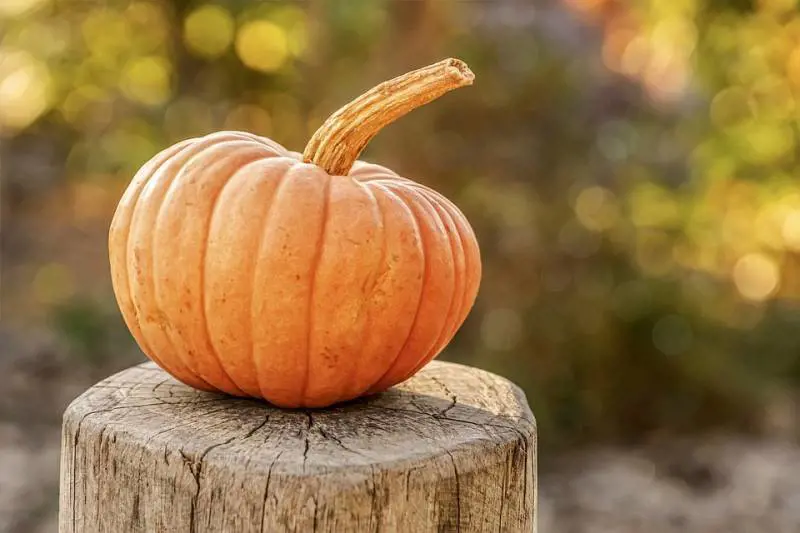 Zucca e benefici: ecco perché non si può rinunciare a questo frutto
