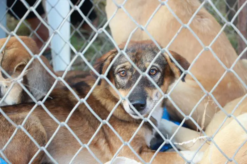 "I cani non vengono curati". Inchiesta sui canili romani