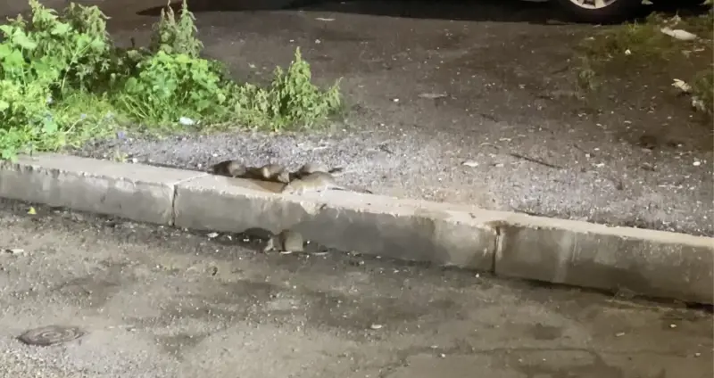Roma infestata dai topi: ecco cosa succede a Montesacro
