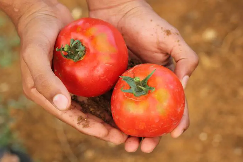 Al Sud due clandestini su dieci sfruttati in nero per 5 euro all'ora