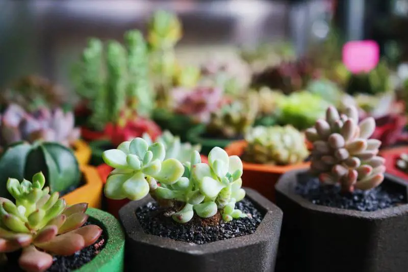 Piante grasse da balcone: quali coltivare in inverno