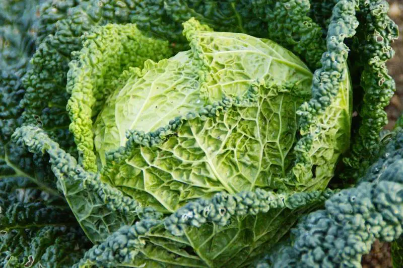 Verza: tutte le curiosità sulle sue caratteristiche benefiche
