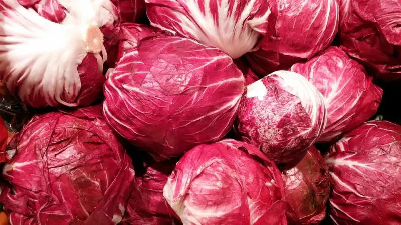 Radicchio: tutti i motivi per cui fa bene al nostro organismo