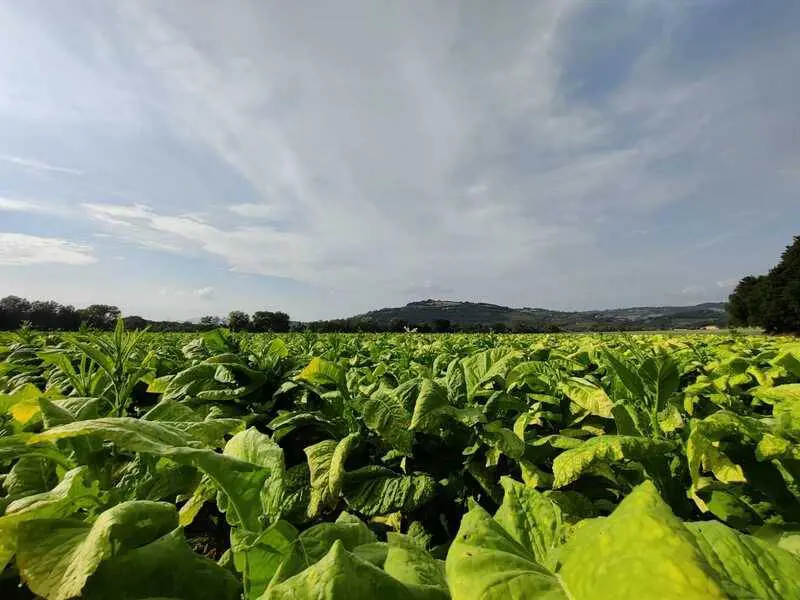 Agritech e sostenibilità: Philip Morris punta sulle start-up per innovare la filiera del tabacco
