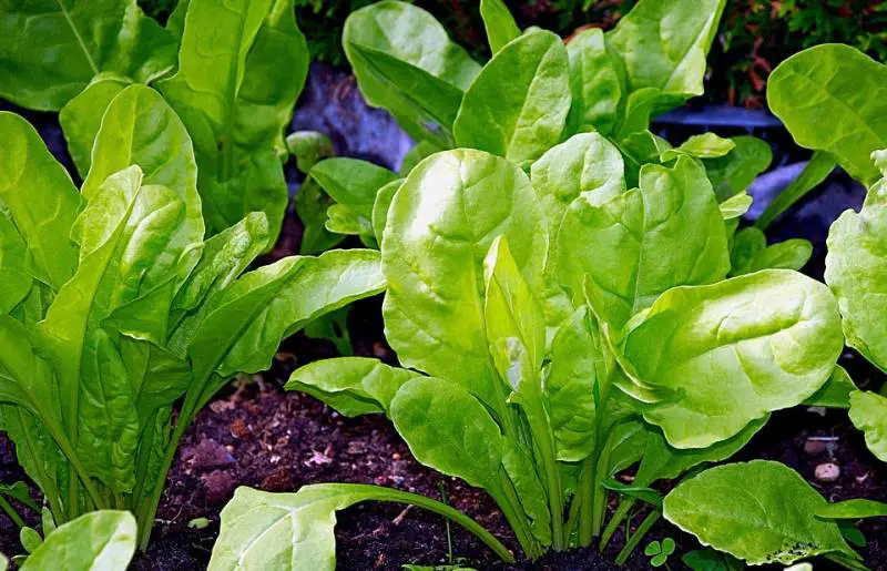 Bietole, alleate di una sana alimentazione