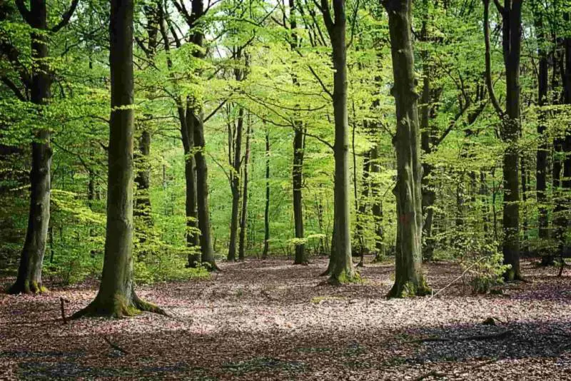 Via libera al faggio italiano per l'edilizia in legno