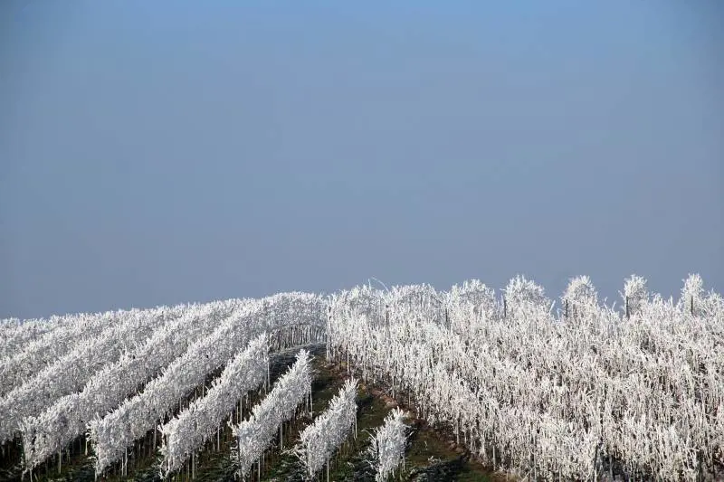 Vino e gelate primaverili: una antichissima sfida tra l’uomo e la natura