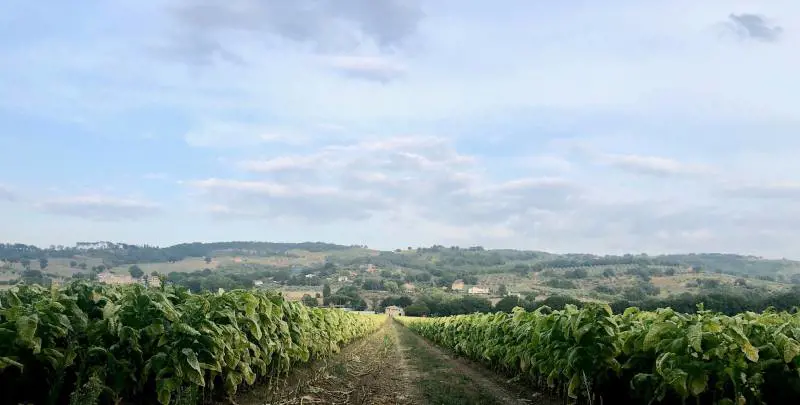 Philip Morris in campo per salvare la filiera del tabacco dal caro-energia