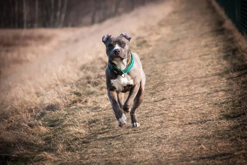 Frosinone, rapisce il figlio neonato e aizza un pitbull contro la polizia