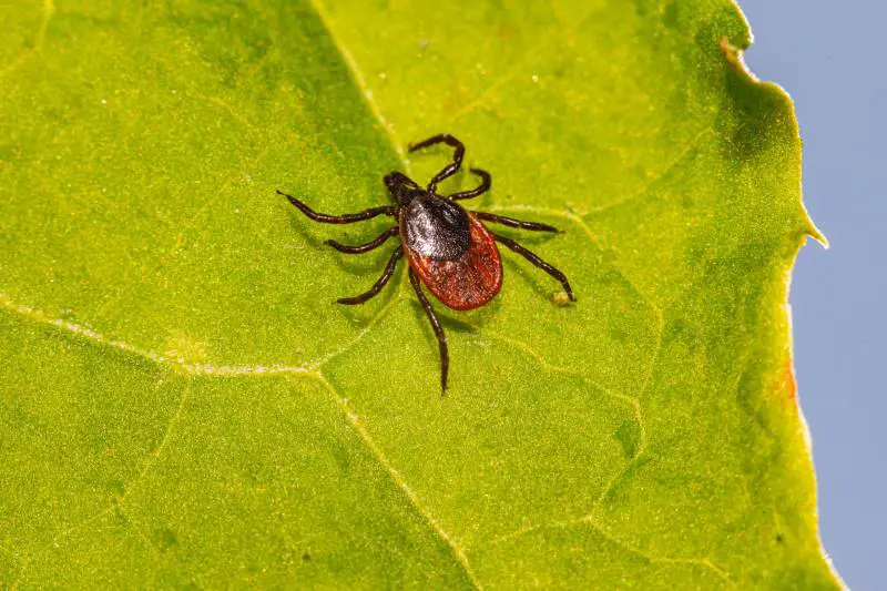 "Attacca il cervello". L'allerta dei medici per il virus dalle zecche: già un morto