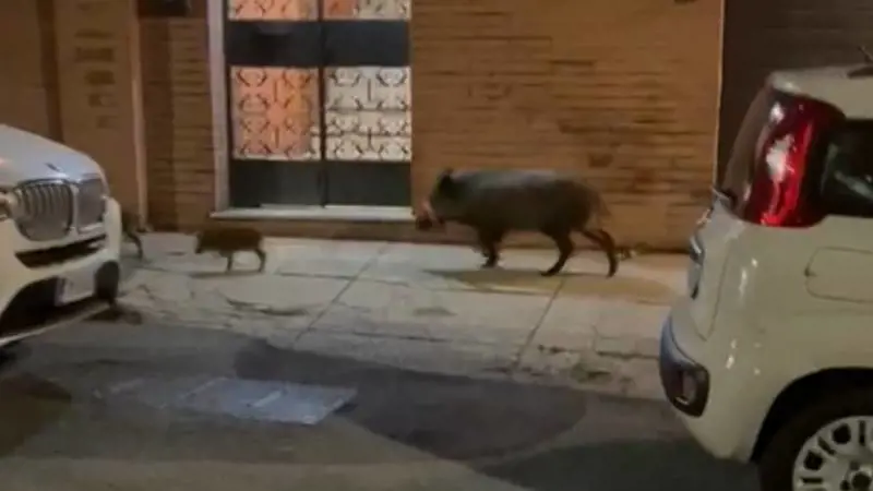 I cinghiali "padroni" di Roma: "Aggressioni a tutte le ore, siamo assediati"