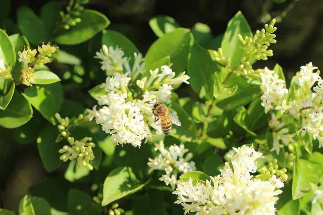 Propoli, proprietà e benefici dell'antibiotico naturale